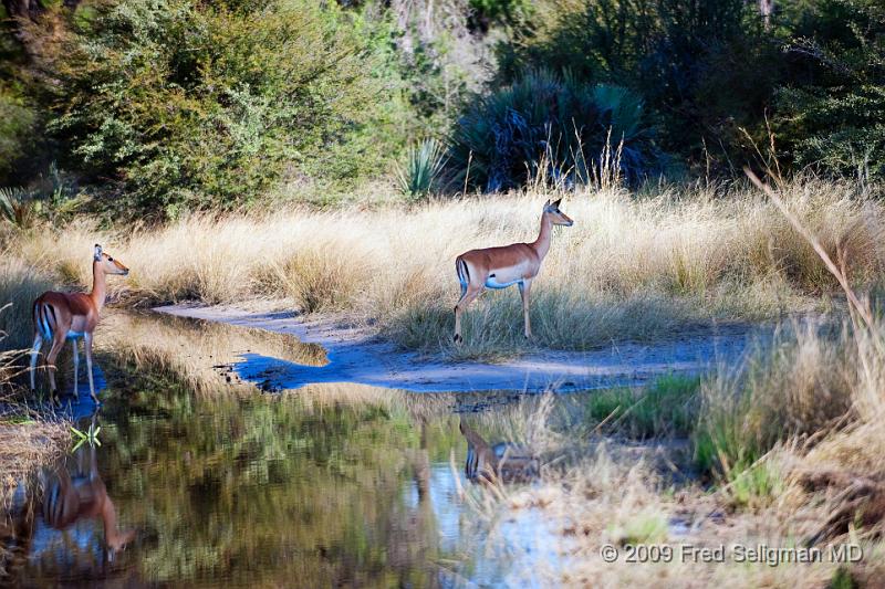 20090614_155353 D3 X1.jpg - Springbok (Gazelle)